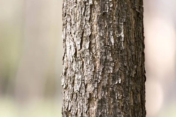 Kronan på ett träd i en park på natur — Stockfoto