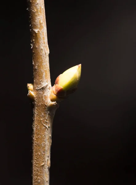 Brotes hinchados van a estallar en primavera aislados en negro —  Fotos de Stock