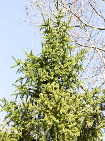 Spruce gren på naturen — Stockfoto