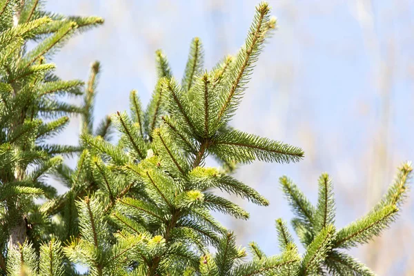 Spruce branch on the nature — Stock Photo, Image