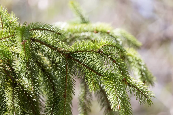 Fichtenzweig an der Natur — Stockfoto