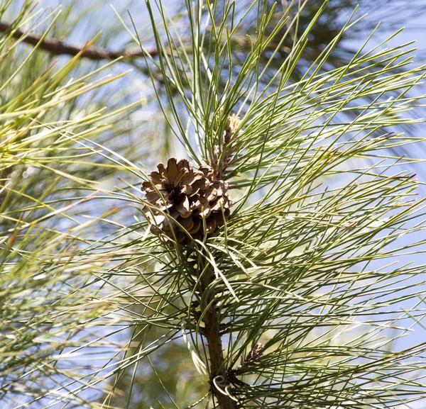 Pine on nature — Stock Photo, Image