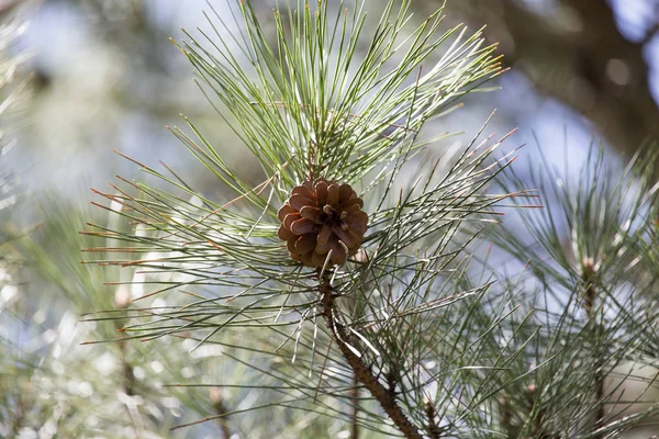Pine on nature — Stock Photo, Image