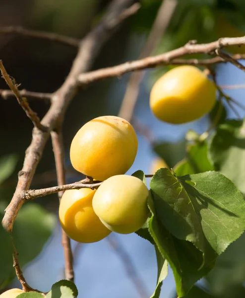 Albaricoques en una rama de árbol — Foto de Stock