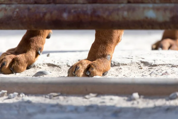 Boos hond achter het hek — Stockfoto