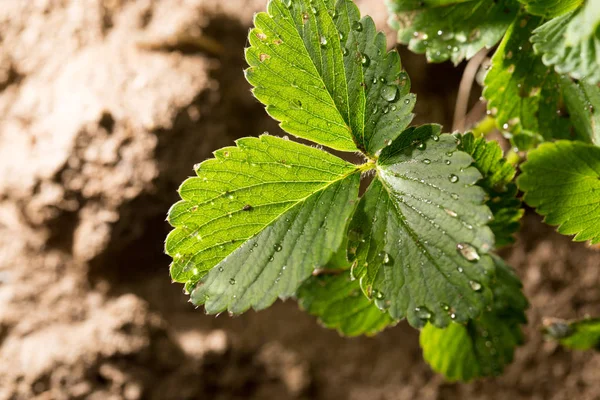 Feuilles de fraise sur le sol — Photo