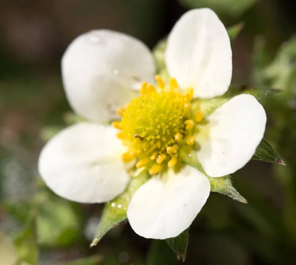 Hvite blomster jordbær i naturen. nærbilde – stockfoto