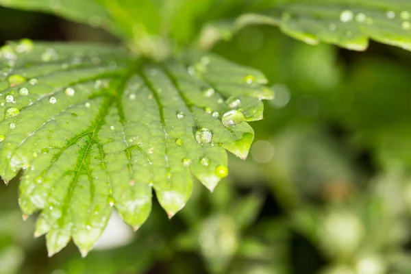 Strawberry leaf with rain drops. close-up — Stock Photo, Image