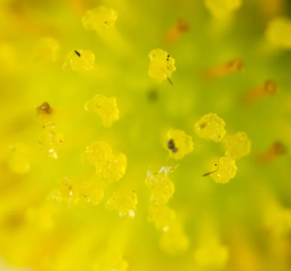 花花粉。超级宏 — 图库照片