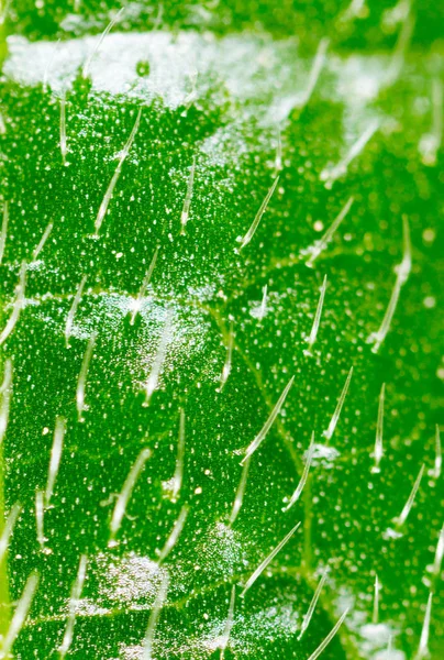 Hårstrån på ett grönt blad, Super makro — Stockfoto