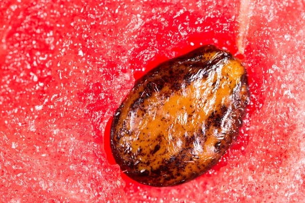 Семена арбуза. Супермакро — стоковое фото