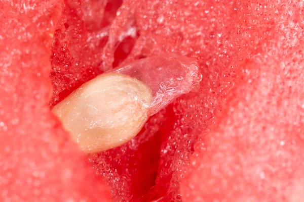 Vattenmelon frön. Super makro — Stockfoto