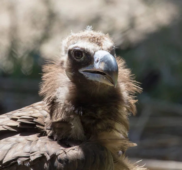 Retrato de un buitre en un zoológico —  Fotos de Stock