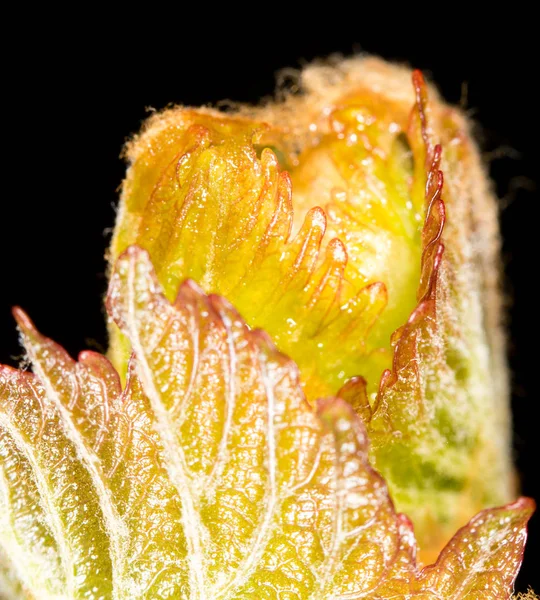 Grape leaves. close-up — Stock Photo, Image