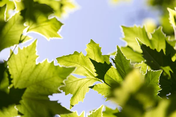 자연의 아름 다운 단풍 잎 — 스톡 사진