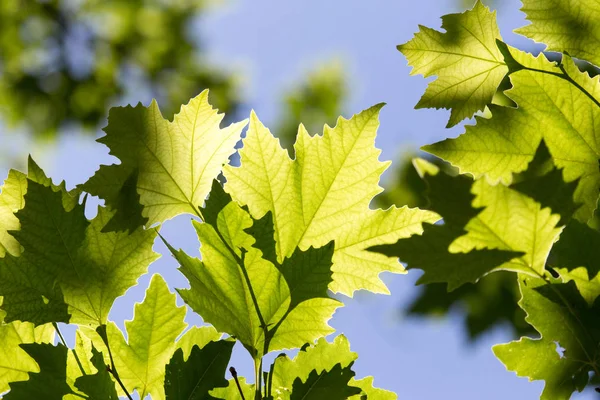 자연의 아름 다운 단풍 잎 — 스톡 사진