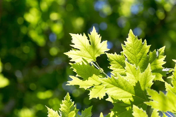 Prachtige esdoorn bladeren in de natuur — Stockfoto