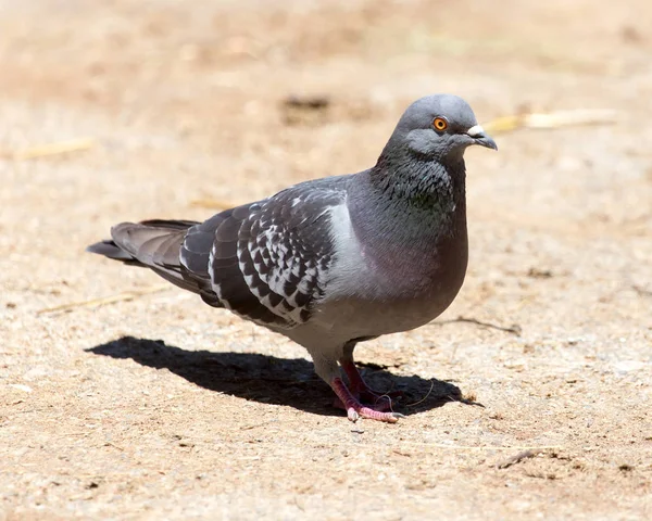 地面に鳩 — ストック写真