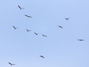 Gökyüzünde bir martı sürüsü .