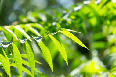 bir ağaç dalı güzel yeşil yapraklar