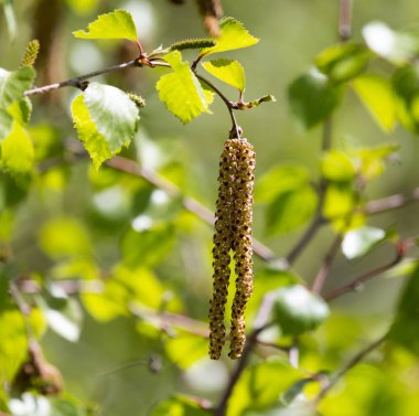 Doğadaki huş ağacında çiçekler