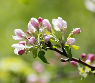 Doğadaki ağaçta güzel çiçekler