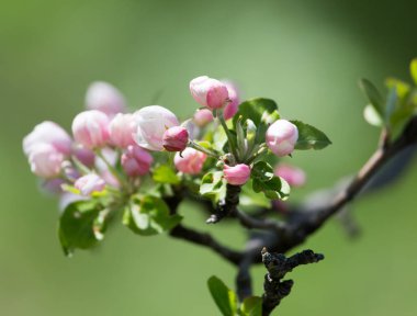 Doğadaki meyve ağacında çiçekler