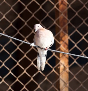 bir ip üzerinde güvercin
