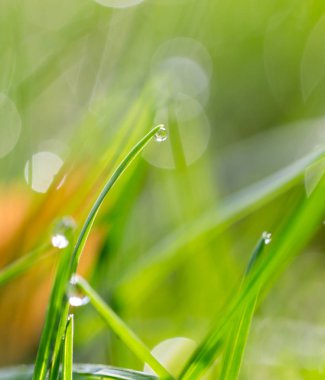 Yeşil çimenlerin üzerinde su damlaları