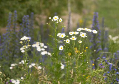 doğanın güzel beyaz papatya çiçeği