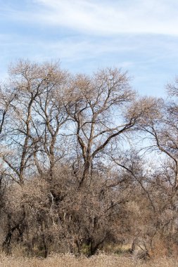 Mavi gökyüzüne karşı yapraksız ağaç dalları