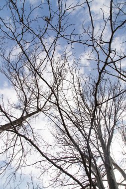 Çıplak ağaç dalları mavi gökyüzüne karşı