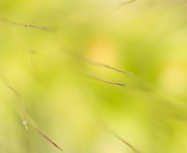 Fiber spikelets. Super makro