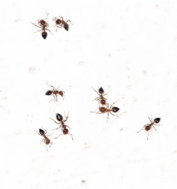 Beyaz duvardaki karıncalar