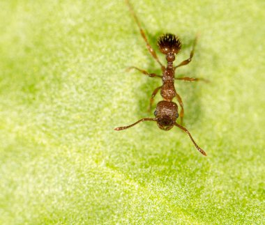 Karınca üzerindeki yeşil yaprak. Kapat