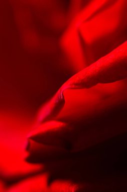 arka plan olarak kırmızı gül. Kapat