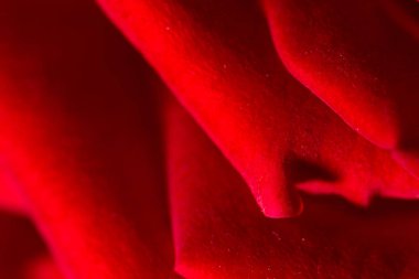 arka plan olarak kırmızı gül. Kapat