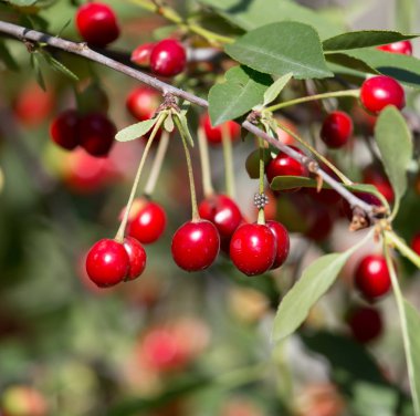 Doğadaki ağaçtaki kırmızı kirazlar