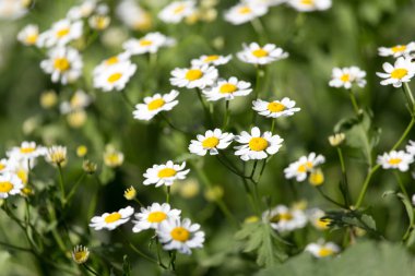 Doğadaki papatya çiçekleri