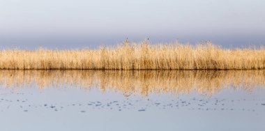 Sonbaharda şafak vakti kamışlı bir göl.