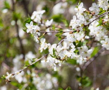 Doğadaki ağaçta beyaz çiçekler