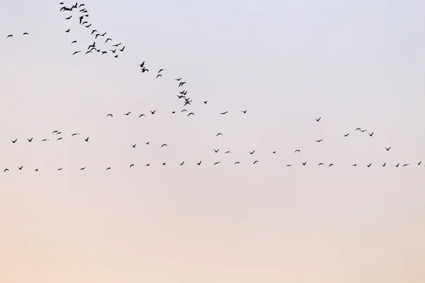 A flock of birds at sunset — Stock Photo, Image
