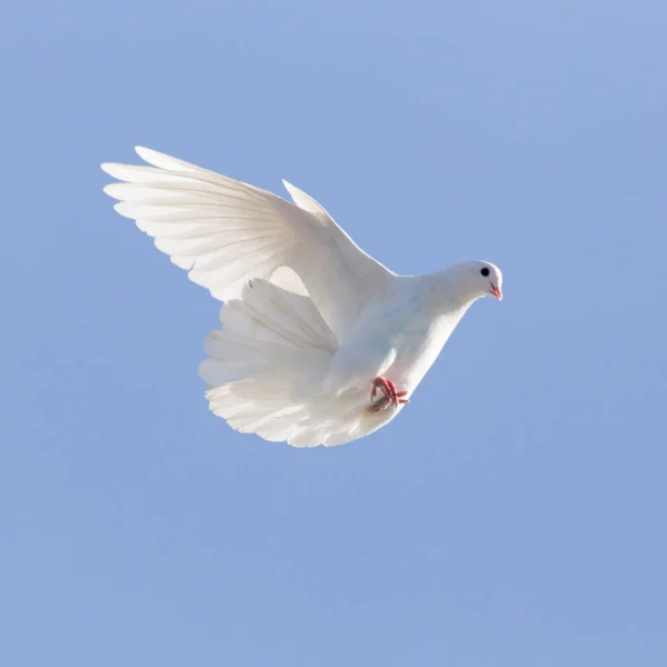 Bílá holubice na pozadí modré oblohy — Stock fotografie