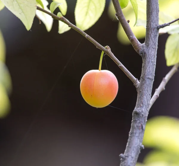 Ciruelas en el árbol en la naturaleza — Foto de Stock