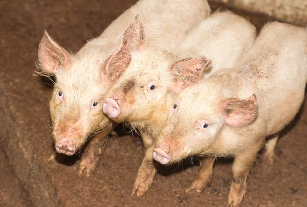 Drei kleine Schweine auf dem Hof — Stockfoto