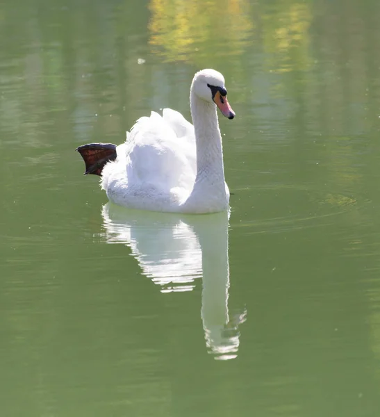 Weißer Schwan auf dem See — Stockfoto