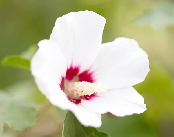 Flor branca na natureza — Fotografia de Stock