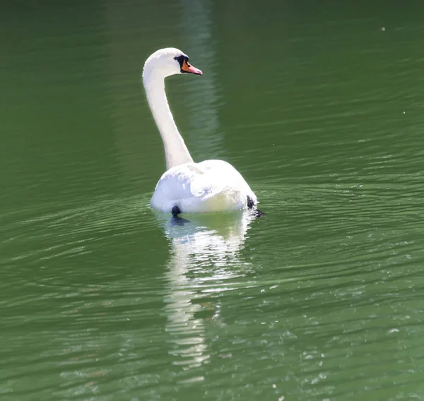 Cisne branco no lago — Fotografia de Stock