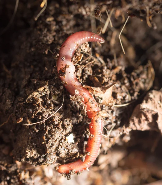 Rode wormen in compost - aas voor de visserij — Stockfoto