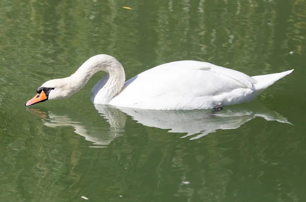 Cisne no lago na natureza — Fotografia de Stock